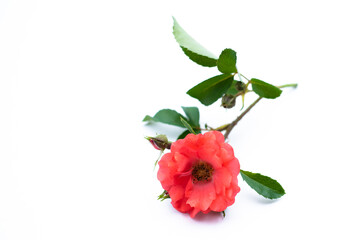 Pink mini rose isolated on white background
