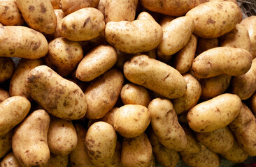 Potatoes with freshly collected soil