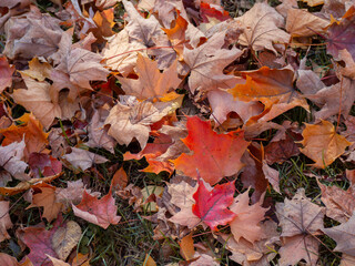 Autumn leaves on grass background.