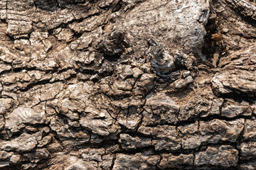 tree bark texture