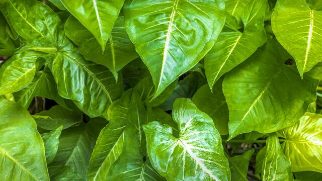 Footage 4k Hyperlapse, Fresh green leaves on a tree sway in the wind, Beautiful background pattern of green leaves, Lush foliage, greenery in a paradise garden. Abstract natural dark green jungle.