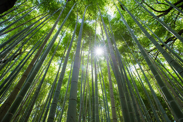 Obraz na płótnie Canvas Background of bamboo groves in Arashiyama, Kyoto, Japan