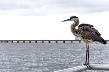 heron on the rail