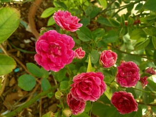 pink and yellow roses