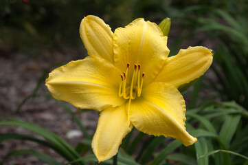 Sydney Australia, yellow flower of a stella de oro reblooming daylily
