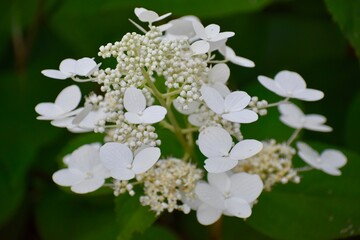 Tiny White Flowers