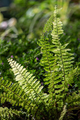 fern leaves in the forest