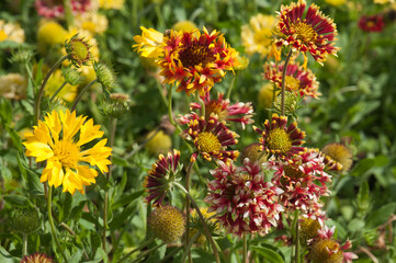 Sydney Australia, vibrant Lorenziana Gaillardia or fanfare blanket flower in garden