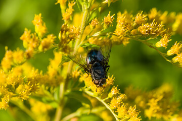 Grey fly (Sarcophagidae) it collects pollen and nectar from the flowers of the herbaceous plant Goldenrod canadensis (Latin: Solidago canadensis)