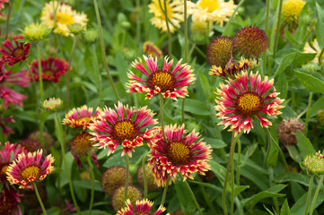 Sydney Australia, vibrant Lorenziana Gaillardia or fanfare blanket flower in garden