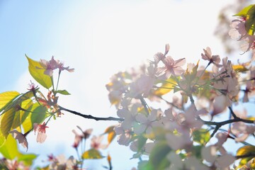 太陽に透ける桜