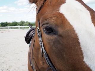 Obraz premium Horse eye