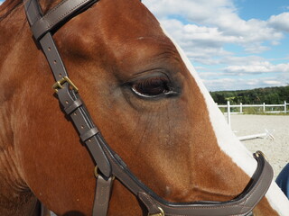 Horse eye