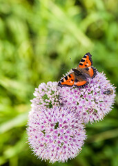 butterfly on flower