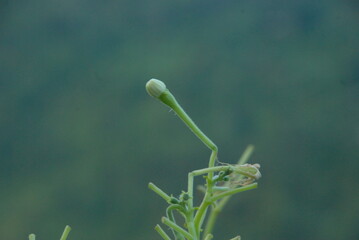 the bud
