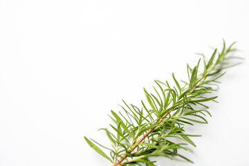 Fresh cut Rosemary Isolated on White card with copy space