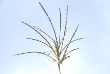 tip of maize