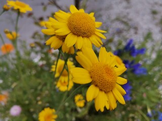 field of sunflowers