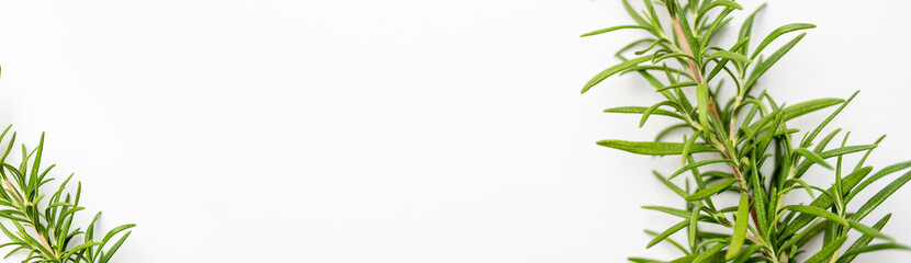 Fresh cut Rosemary Isolated on White  banner with copy space