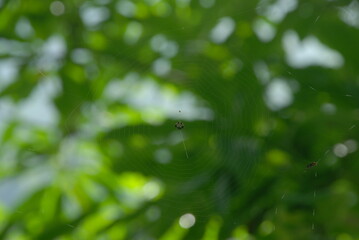 green leaves background
