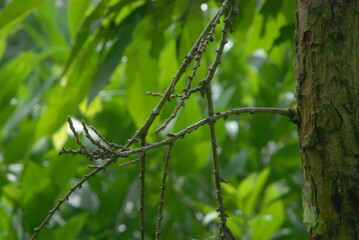tree