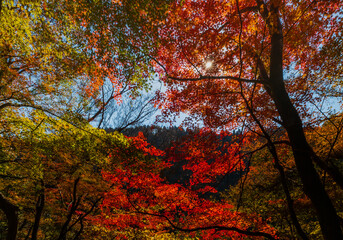 紅葉　菊池渓谷　maple
