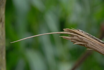broken branch