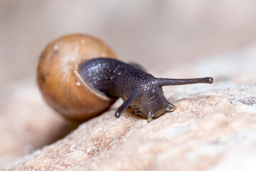 Decollate snail, Rumina decollata, moving on a rock on a sunny day