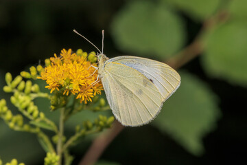 butterfly on a flower
