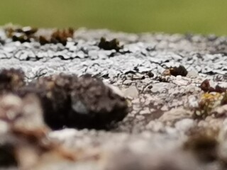 ants on the ground