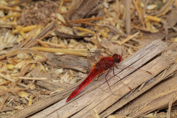 red dragonfly on a branch
