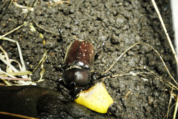 美味しいバナナを食べるカブトムシ
