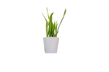A pot of Sansevieria isolated on white background
