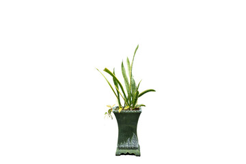 A pot of Sansevieria isolated on white background