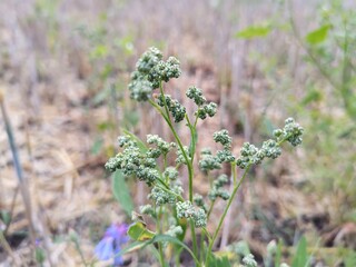 wild flowers in the field