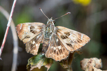 Southern marbled skipper butterfly, Carcharodus baeticus, posed on a plant