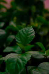 fern leaf in the forest