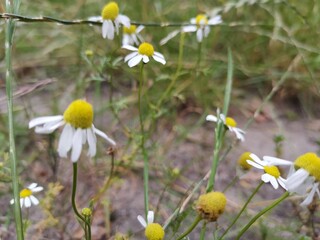 field of daisies