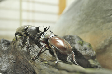 和室で戦う二匹のカブトムシ