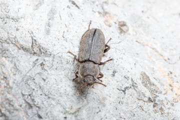 Scleron armatum beetle walks on a rock under the sun