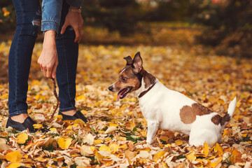 Dog days of autumn. Purebred Jack Russel Terrier dog outdoors in the nature on grass on a autumn day. Playful mood. Funny expressive leisure time