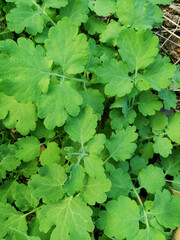green leaves background