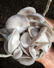 Oyster mushroom or Pleurotus ostreatus young mushrooms in basket on the hand's farmer, it is food healthy and delicious for cooking vegetarian.