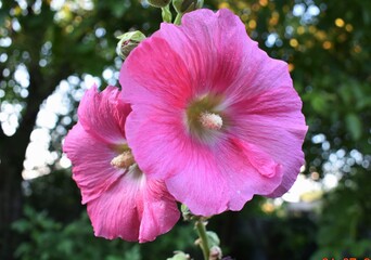 pink hibiscus flower