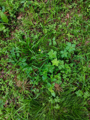 green leaves background