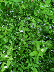 green leaves background