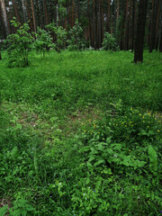 green forest in the morning