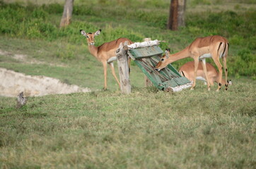 Thomson's Gazelle in Masai Mara