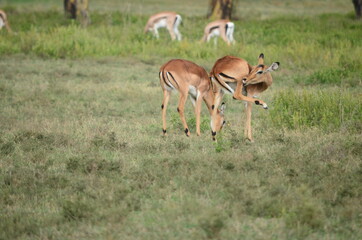 Fototapeta premium Thomson's Gazelle in Masai Mara