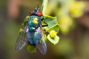Common green bottle fly, Lucilia sericata, posed on a small flower